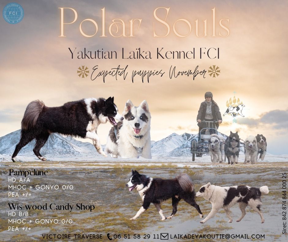 chiot Laika de iakoutie Polar Souls