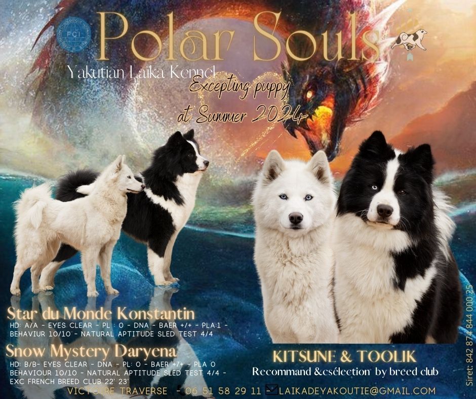 chiot Laika de iakoutie Polar Souls