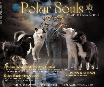 Polar Souls - Laika de iakoutie - Portée née le 18/03/2024