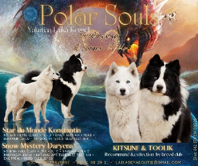 Polar Souls - Laika de iakoutie - Portée née le 24/05/2024