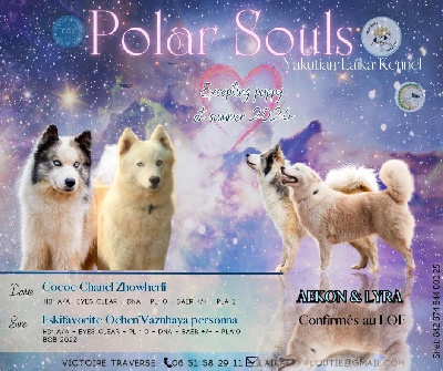 Polar Souls - Laika de iakoutie - Portée née le 27/08/2024