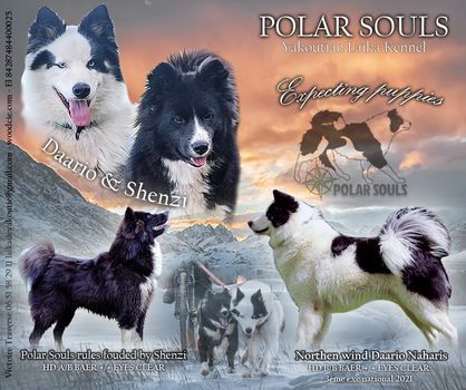 chiot Laika de iakoutie Polar Souls