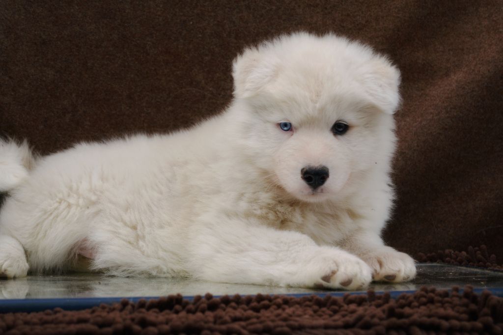 Polar Souls - Chiot disponible  - Laika de iakoutie