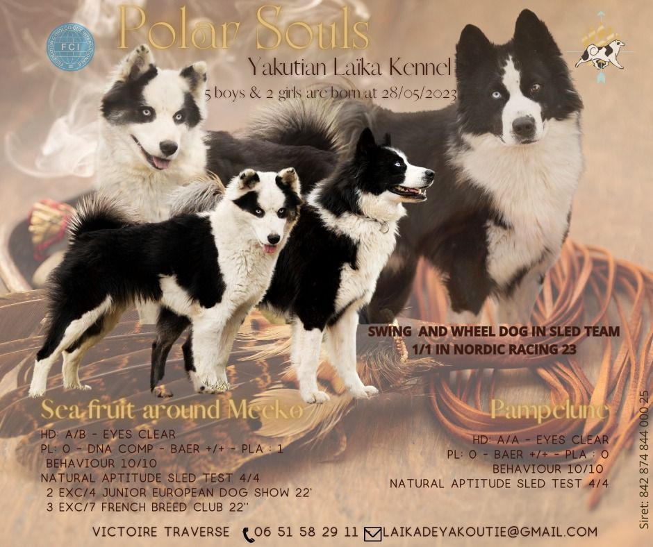 chiot Laika de iakoutie Polar Souls