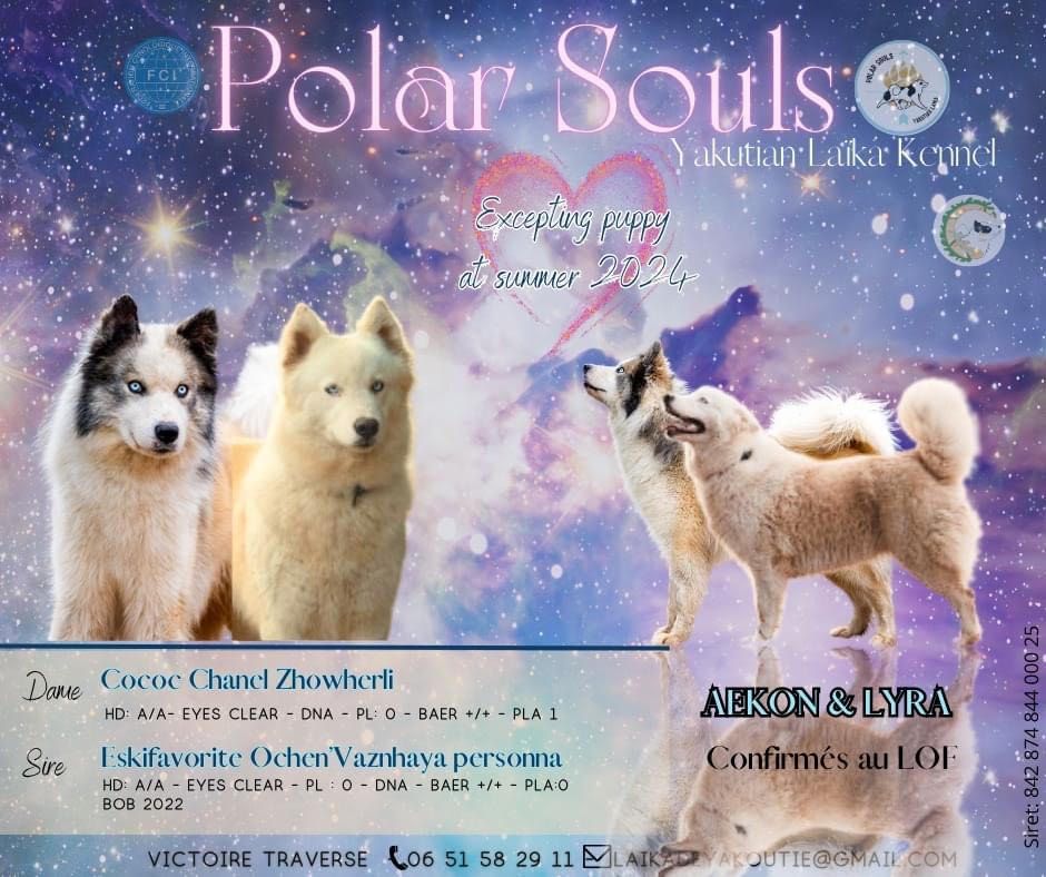 chiot Laika de iakoutie Polar Souls