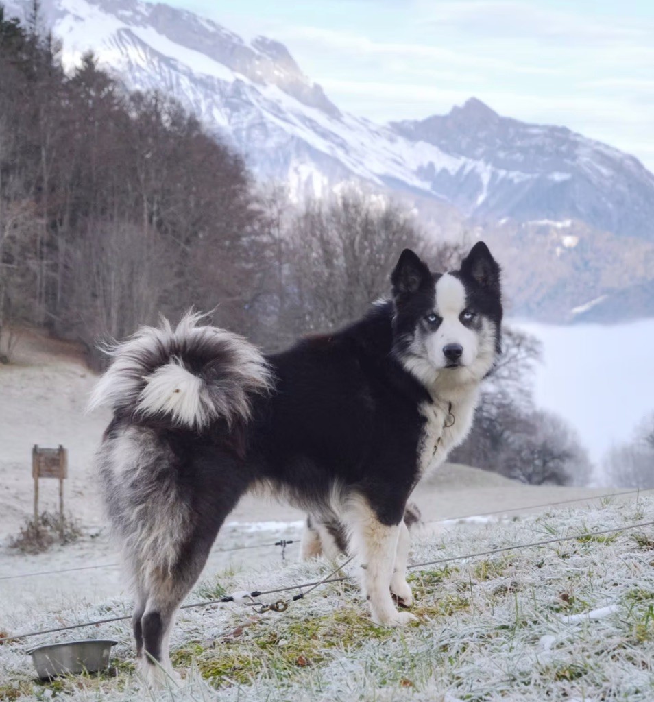 Polar Souls Thunder fur on azru