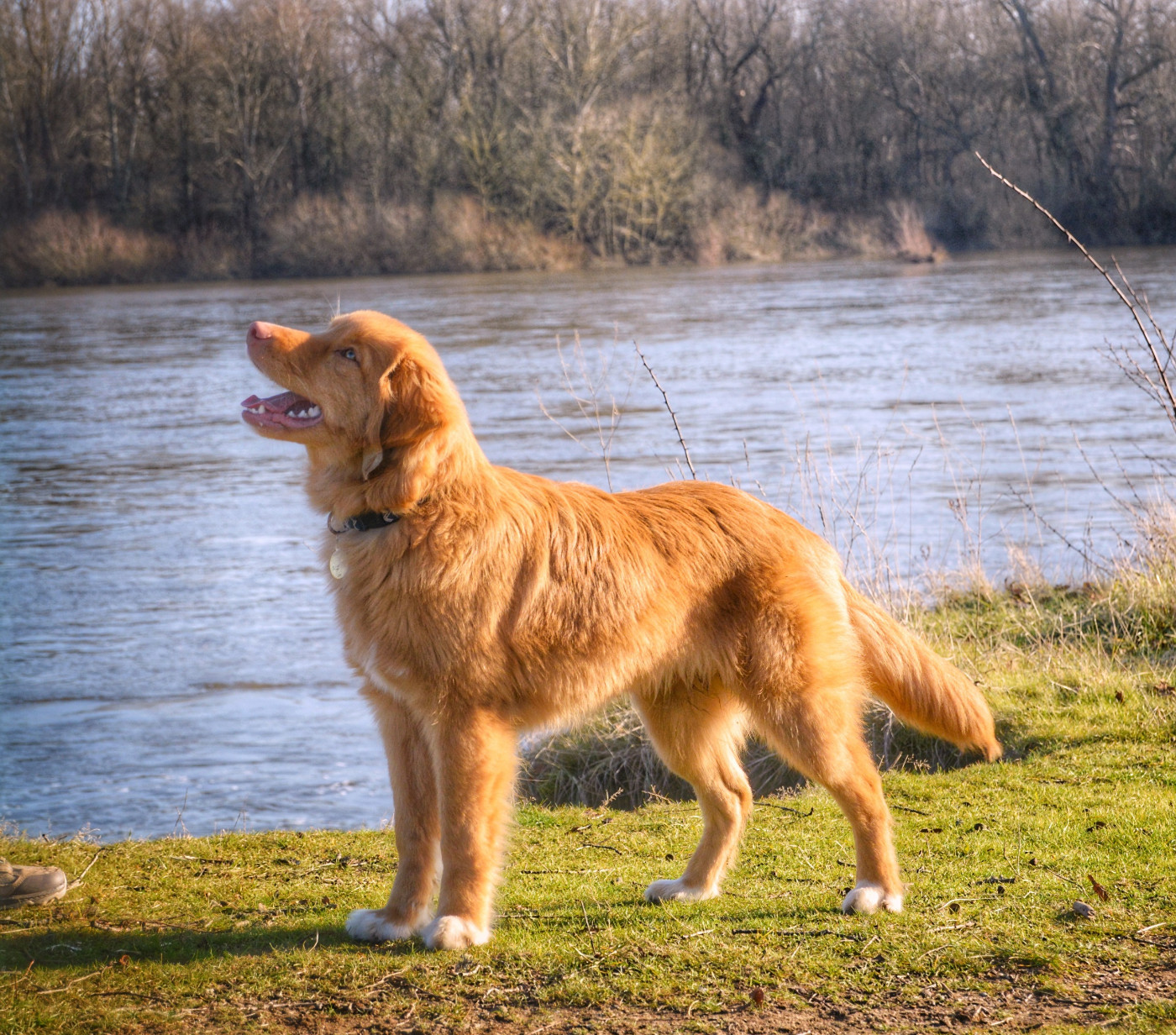 di casa toller Dreher