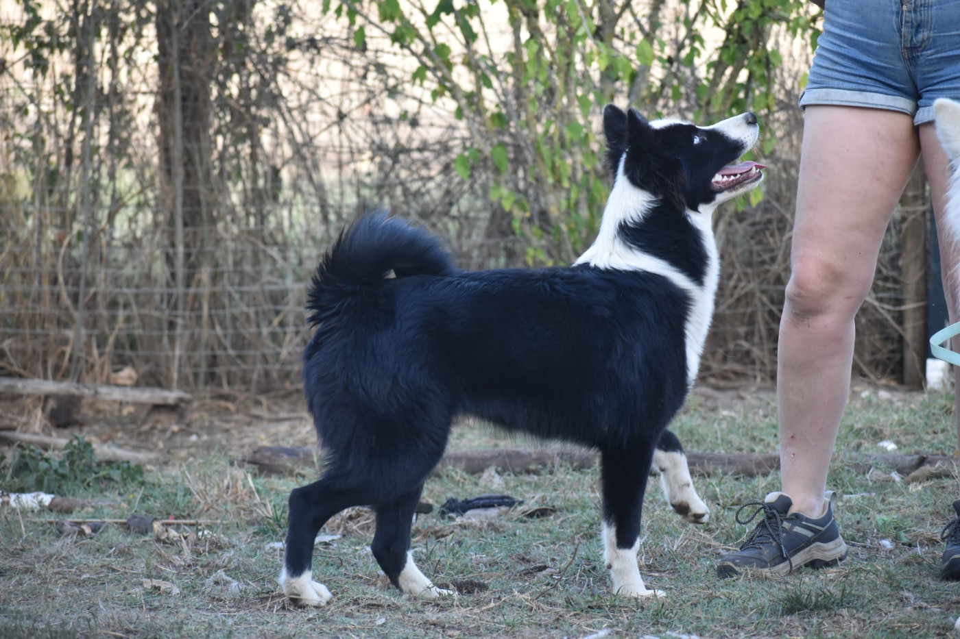 RECHERCHE FAMILLE ACTIVE - POLAR SOULS BEYOND THE UNIVERSE TRINITY - Femelle noire et blanche - Née le 26/02/2026