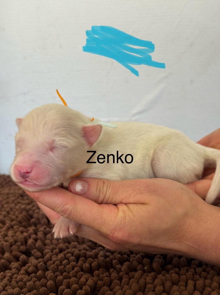 Polar Souls - Chiots disponibles - Laika de iakoutie
