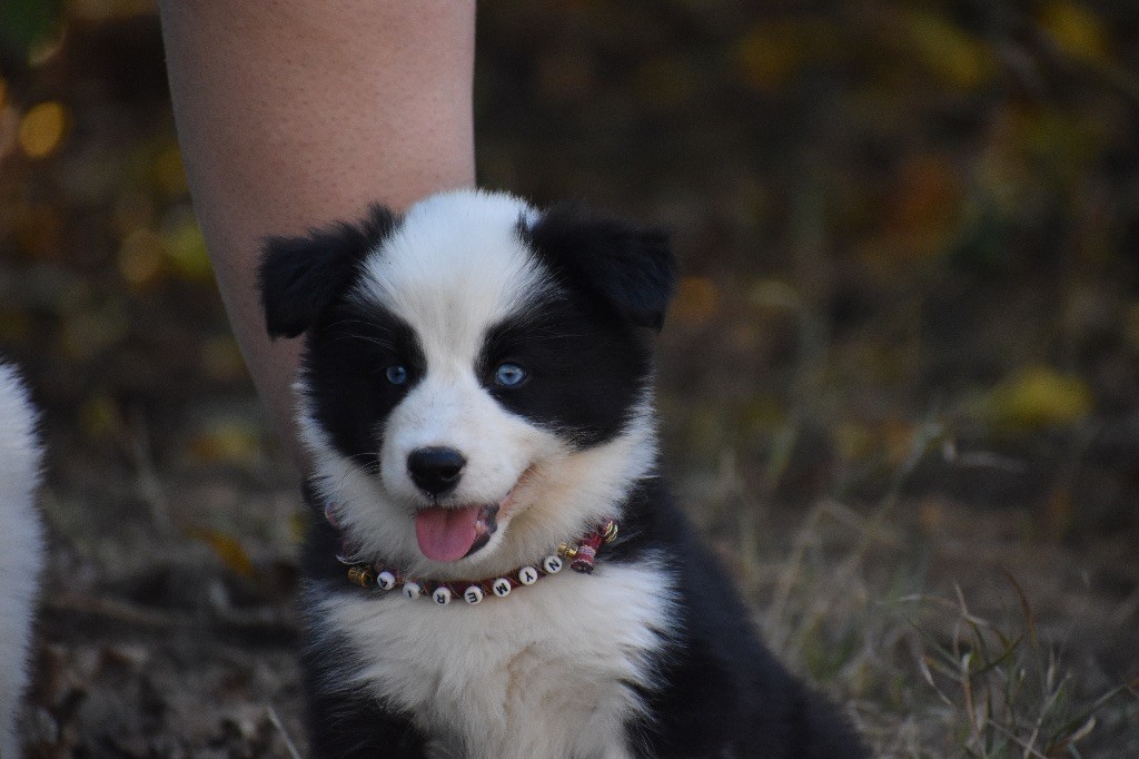 Polar Souls - Chiots disponibles - Laika de iakoutie