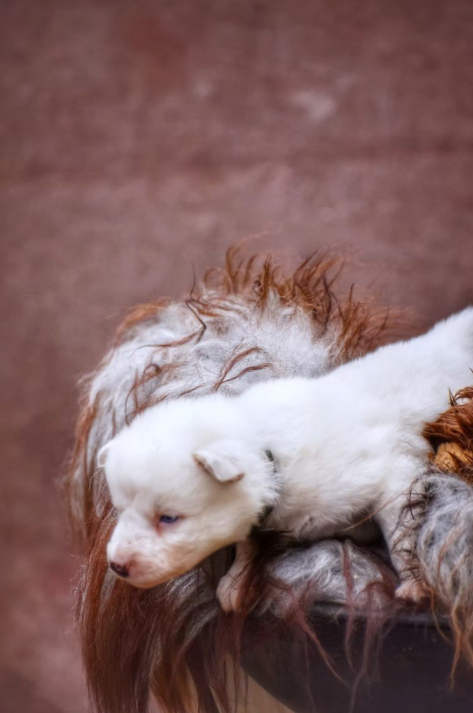 Polar Souls - Chiots disponibles - Laika de iakoutie