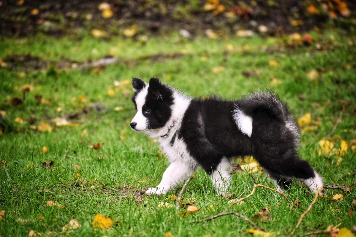 Polar Souls - Chiots disponibles - Laika de iakoutie