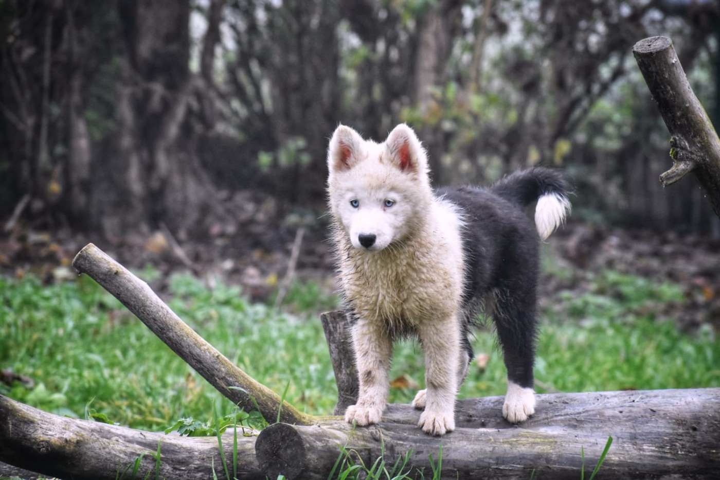 Polar Souls - Chiots disponibles - Laika de iakoutie