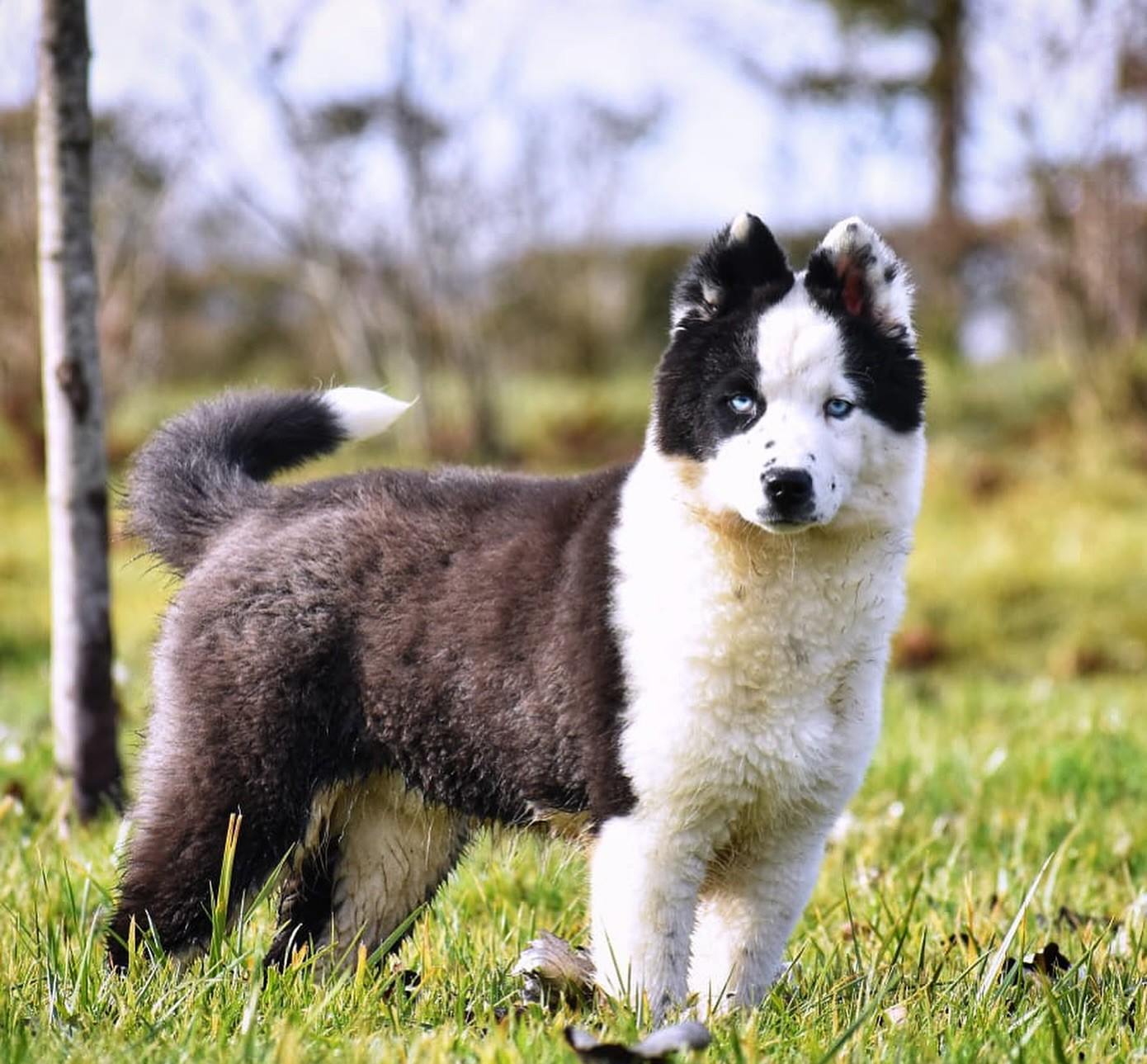 Polar Souls - Chiots disponibles - Laika de iakoutie