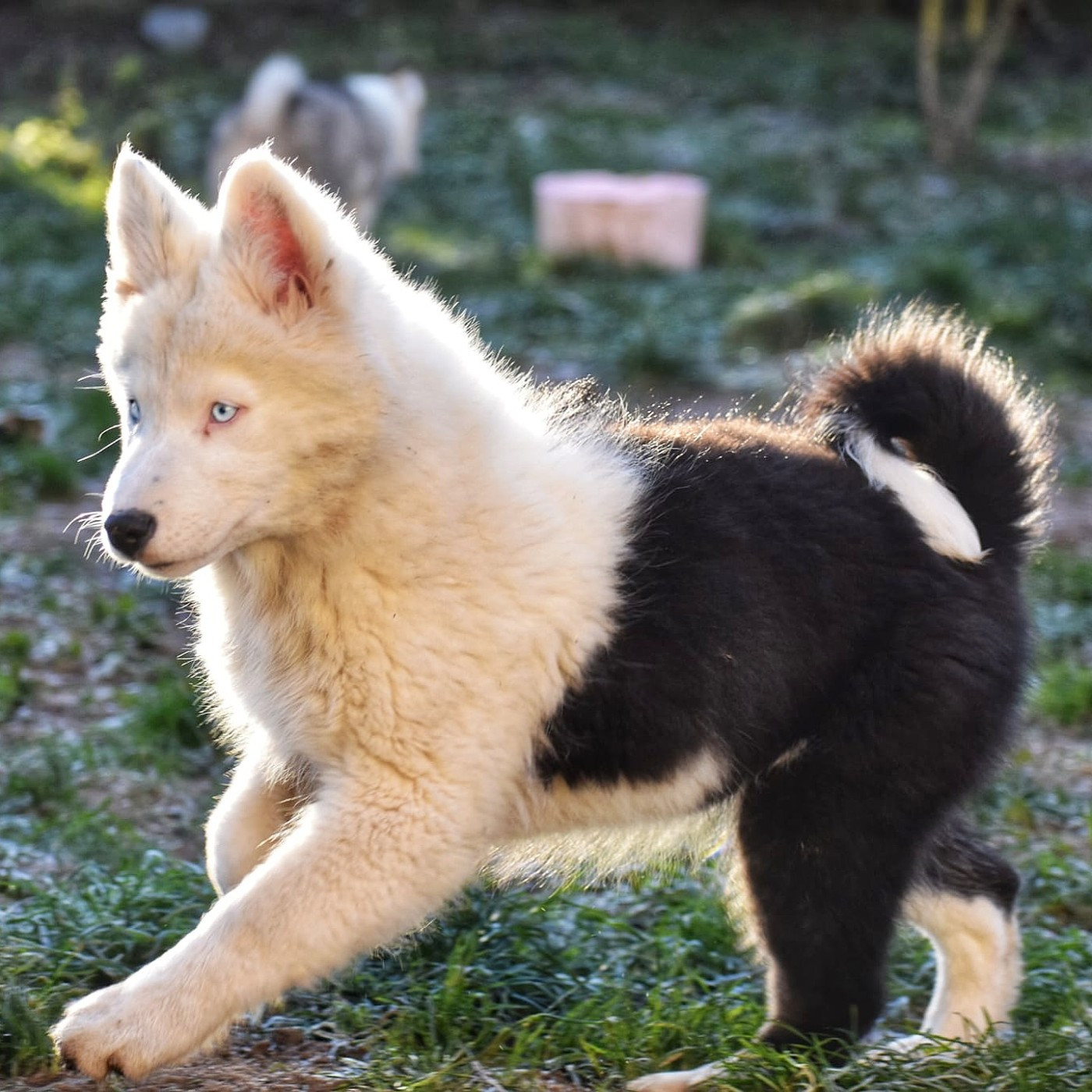 Polar Souls - Chiots disponibles - Laika de iakoutie