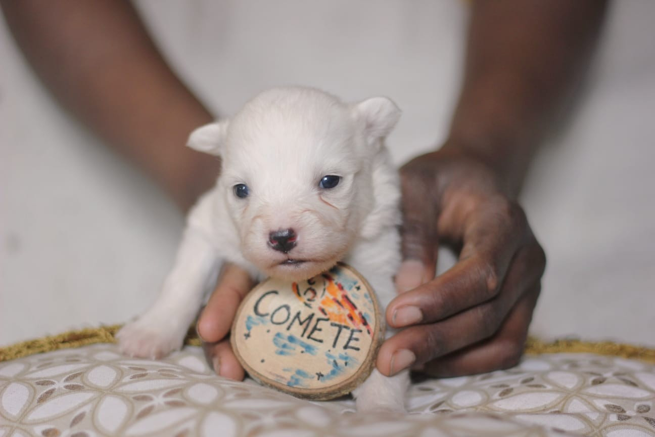 Polar Souls - Chiots disponibles - Laika de iakoutie