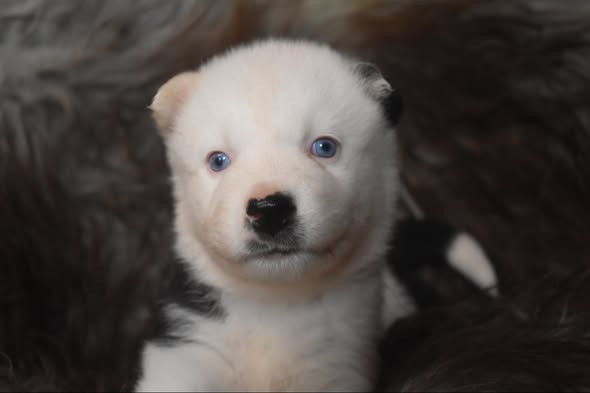 Polar Souls - Chiots disponibles - Laika de iakoutie