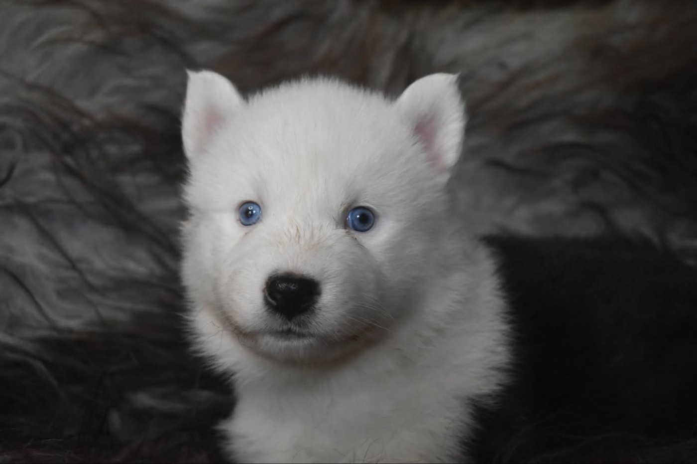 Polar Souls - Chiots disponibles - Laika de iakoutie