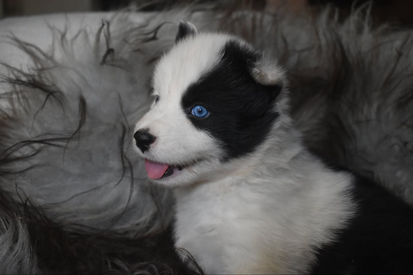 Polar Souls - Chiots disponibles - Laika de iakoutie