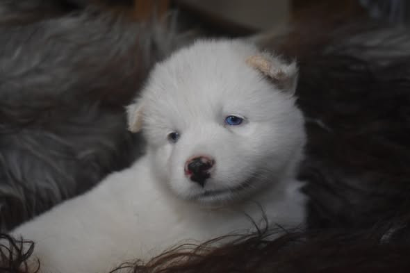 Polar Souls - Chiots disponibles - Laika de iakoutie