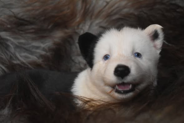 Polar Souls - Chiots disponibles - Laika de iakoutie