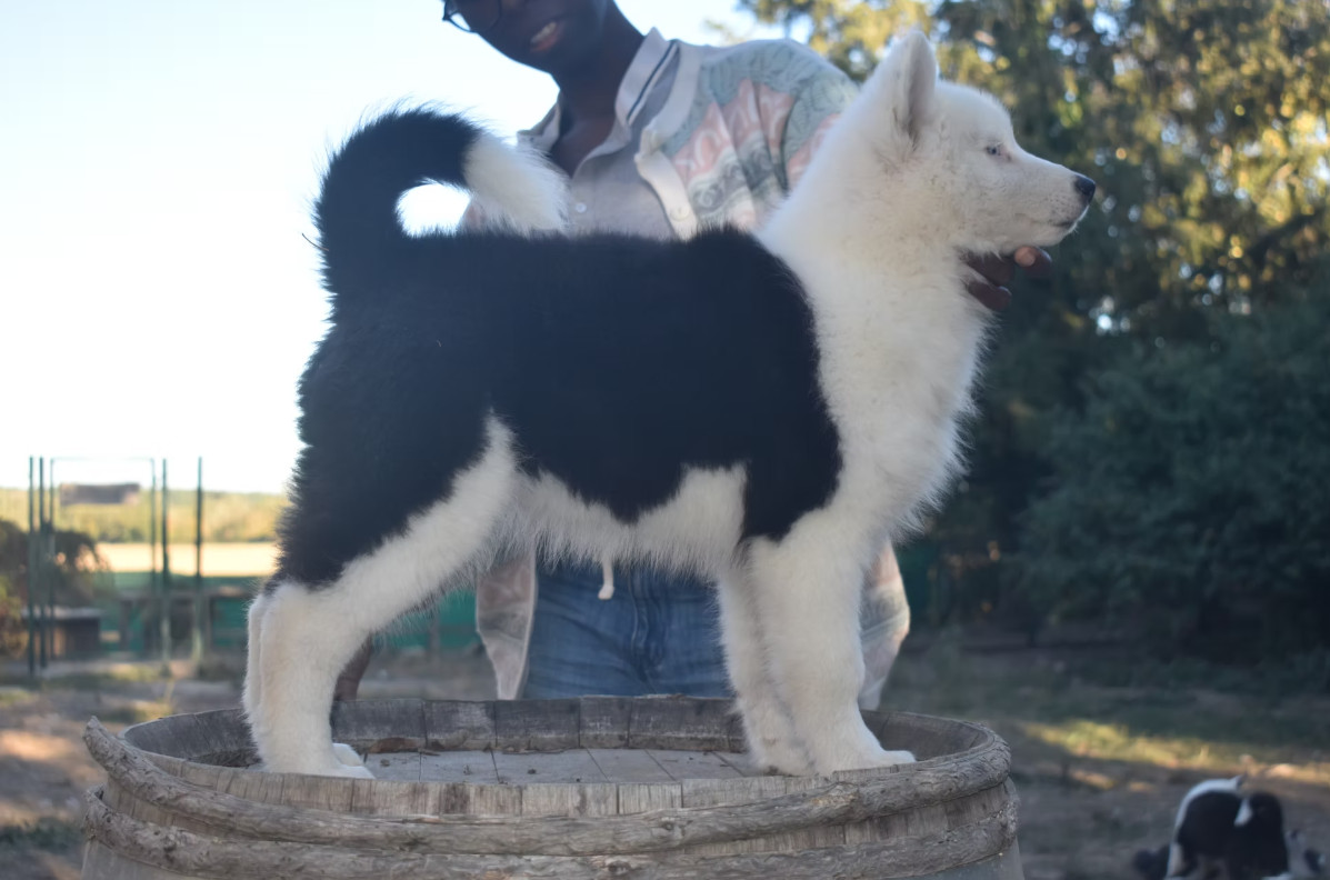 Polar Souls - Chiots disponibles - Laika de iakoutie