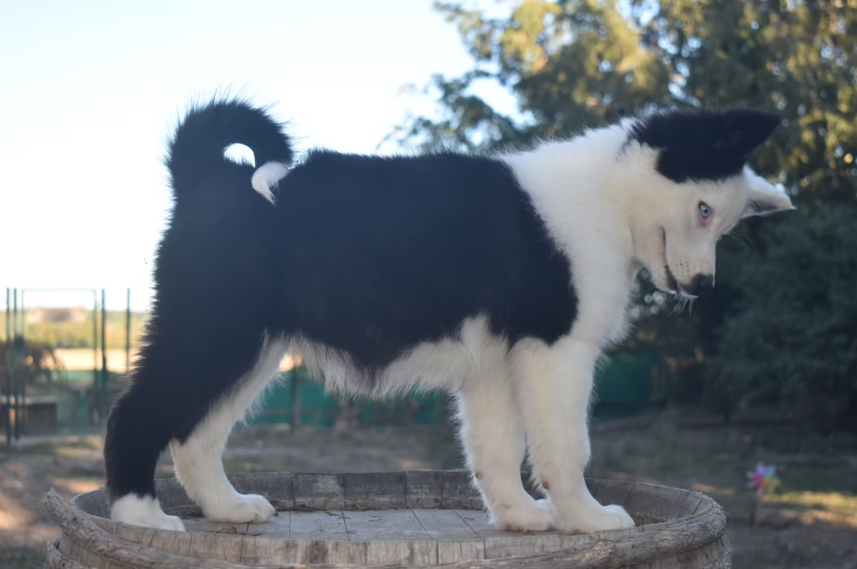 Polar Souls - Chiots disponibles - Laika de iakoutie