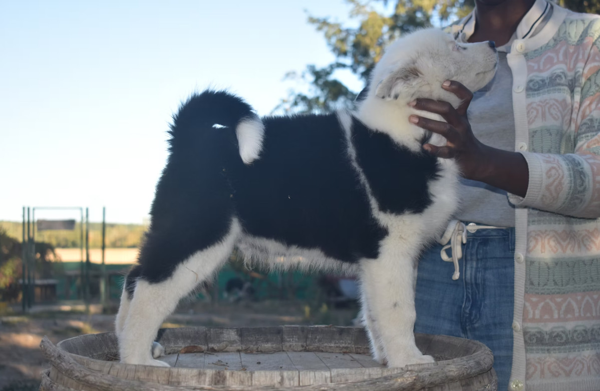Polar Souls - Chiots disponibles - Laika de iakoutie