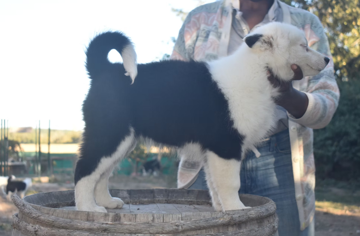 Polar Souls - Chiots disponibles - Laika de iakoutie