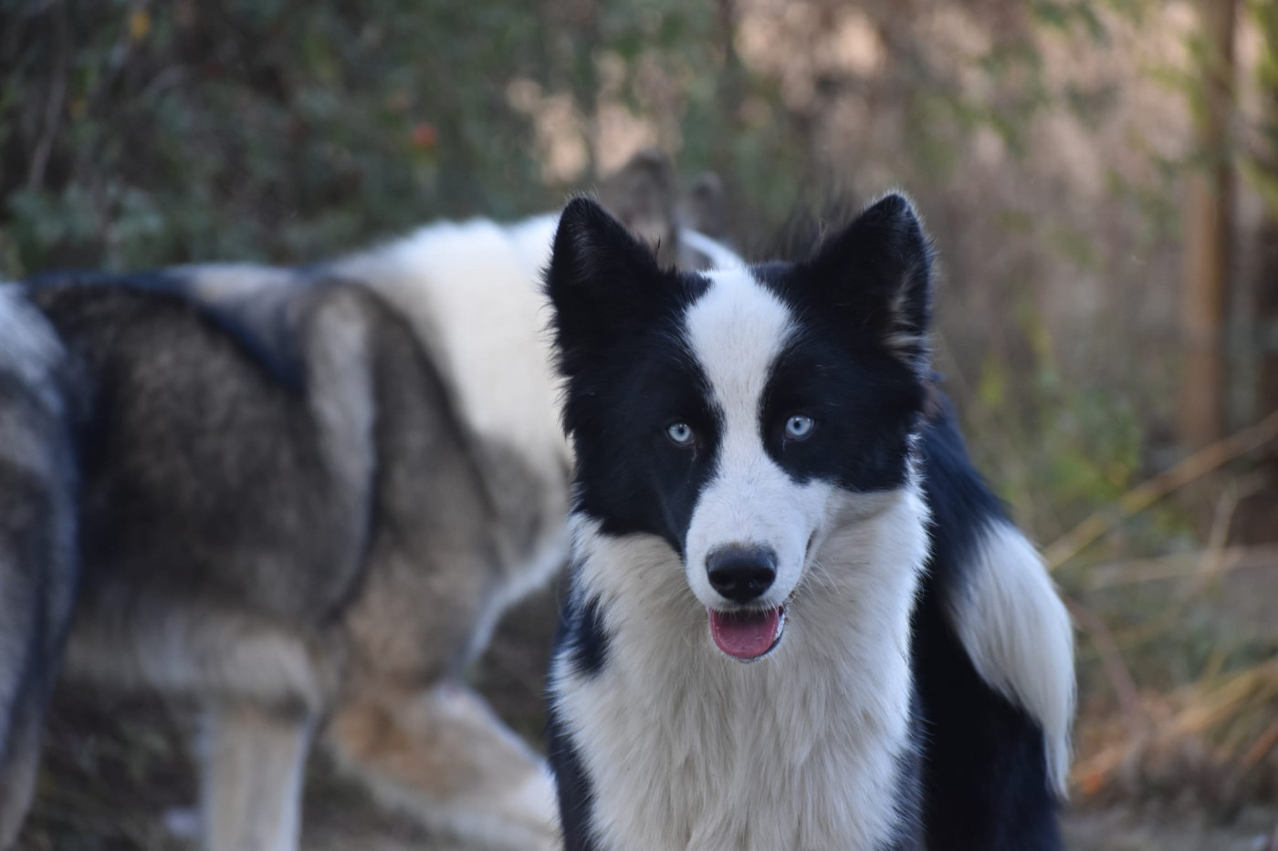 Polar Souls - Chiots disponibles - Laika de iakoutie