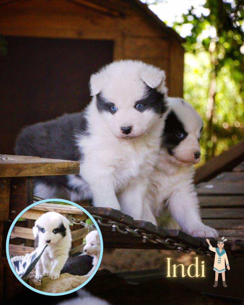 Polar Souls - Chiots disponibles - Laika de iakoutie