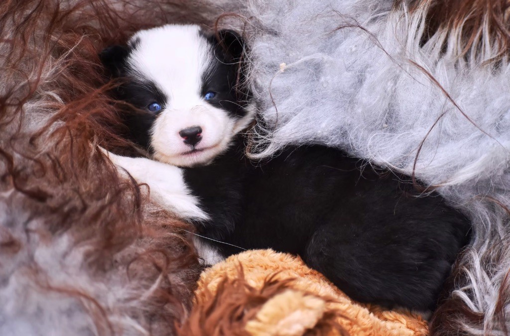Polar Souls - Chiots disponibles - Laika de iakoutie
