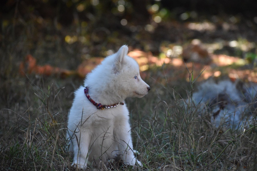 Polar Souls - Chiots disponibles - Laika de iakoutie