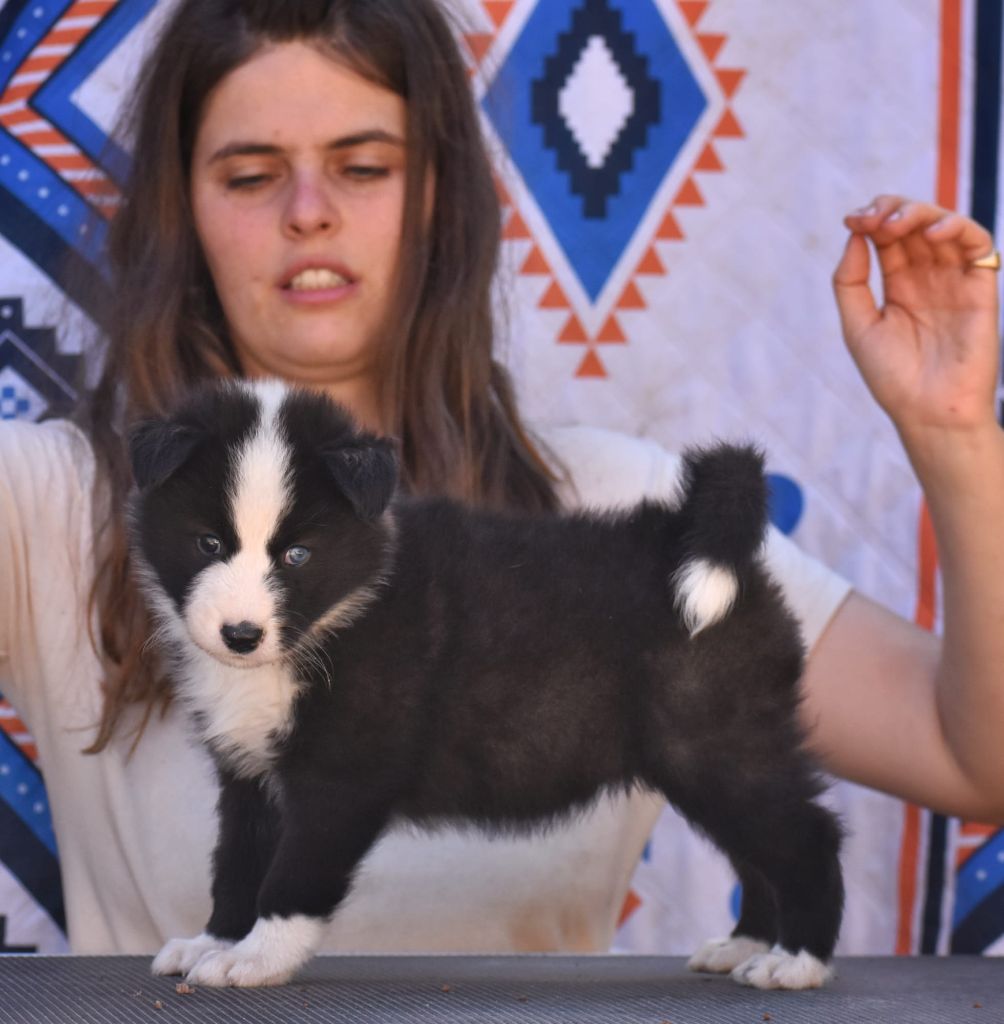 Polar Souls - Chiots disponibles - Laika de iakoutie