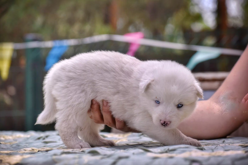 Polar Souls - Chiots disponibles - Laika de iakoutie