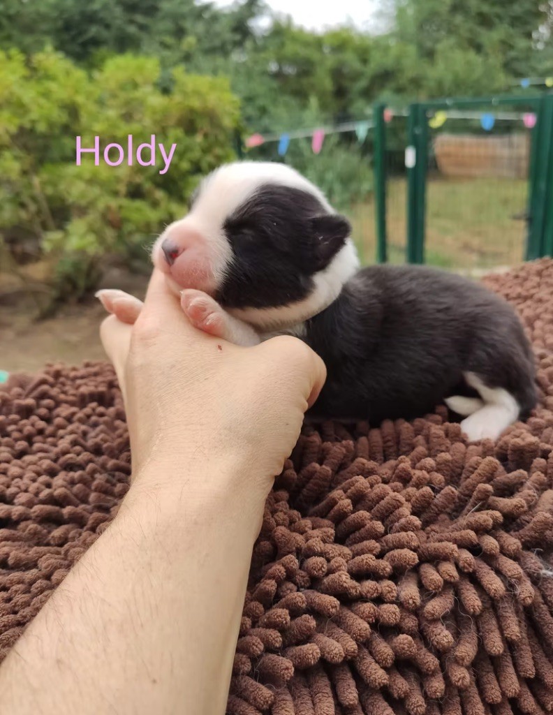 Polar Souls - Chiots disponibles - Laika de iakoutie