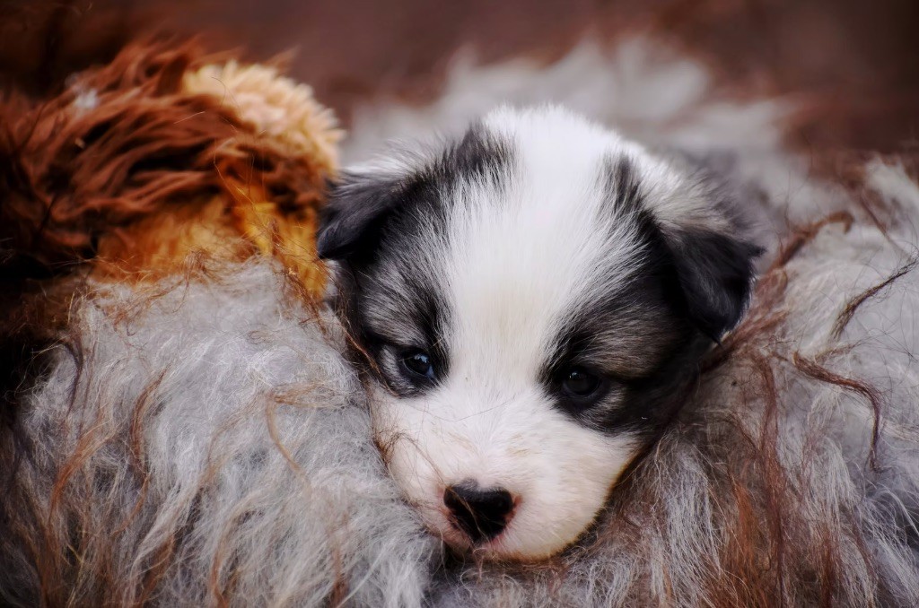 Polar Souls - Chiots disponibles - Laika de iakoutie