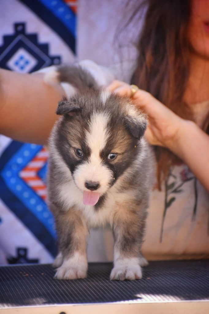 Polar Souls - Chiots disponibles - Laika de iakoutie