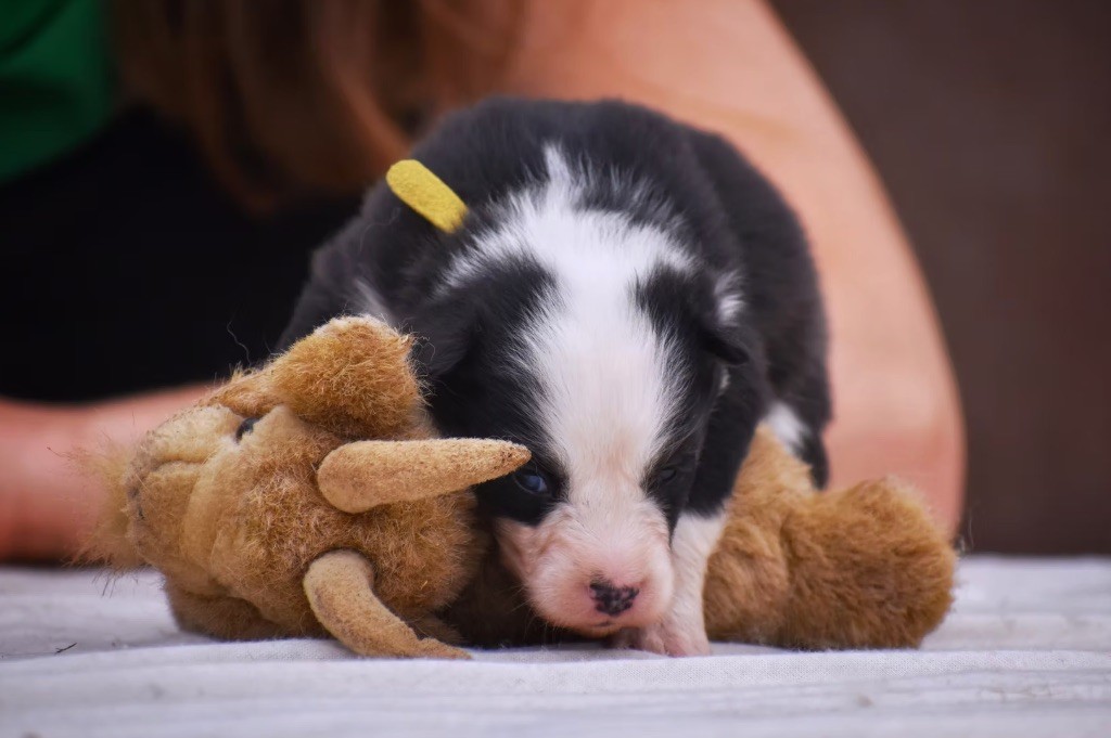 Polar Souls - Chiots disponibles - Laika de iakoutie