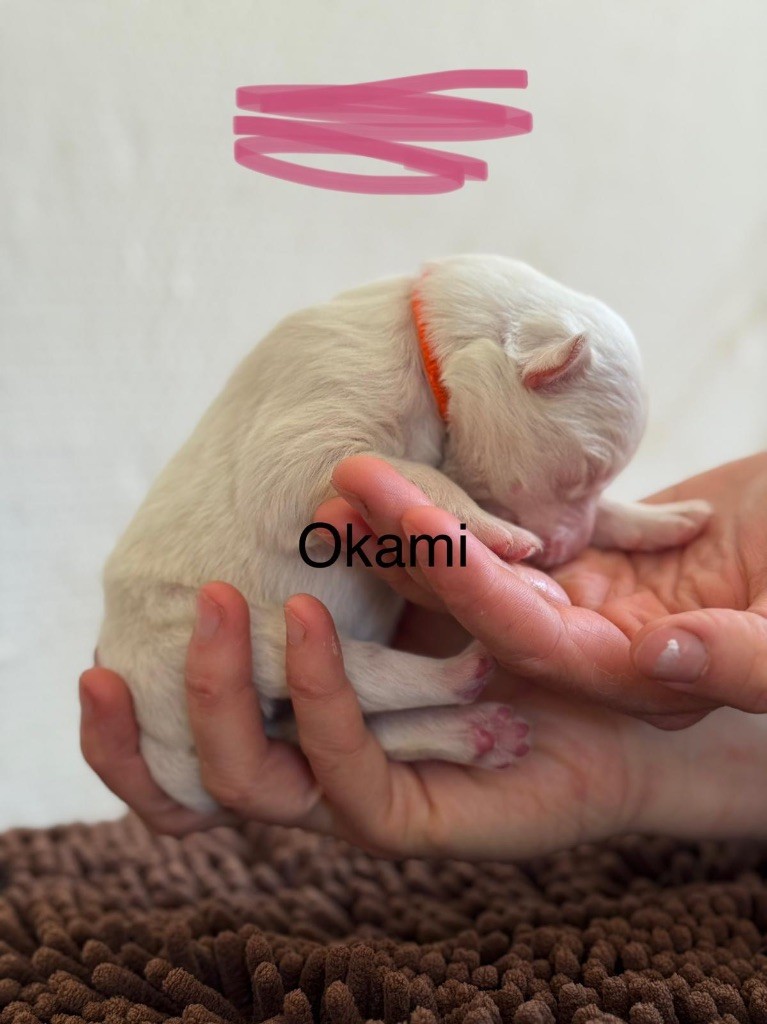 Polar Souls - Chiots disponibles - Laika de iakoutie