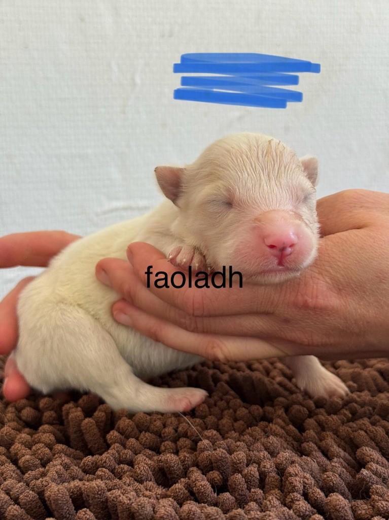 Polar Souls - Chiots disponibles - Laika de iakoutie