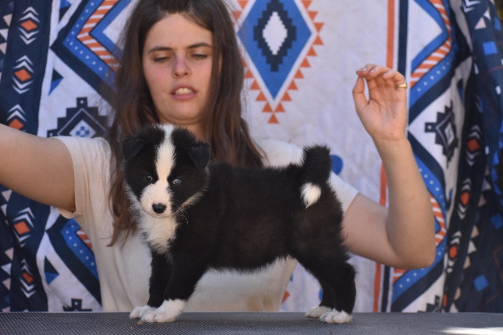 Polar Souls - Chiots disponibles - Laika de iakoutie