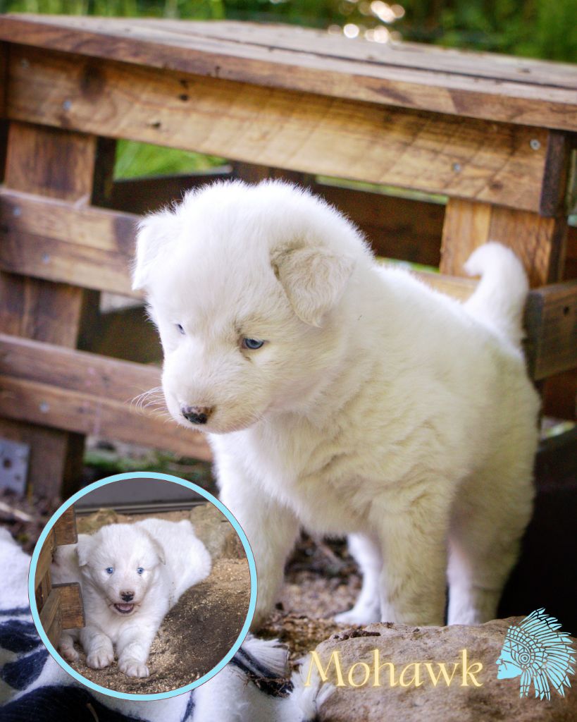 Polar Souls - Chiots disponibles - Laika de iakoutie