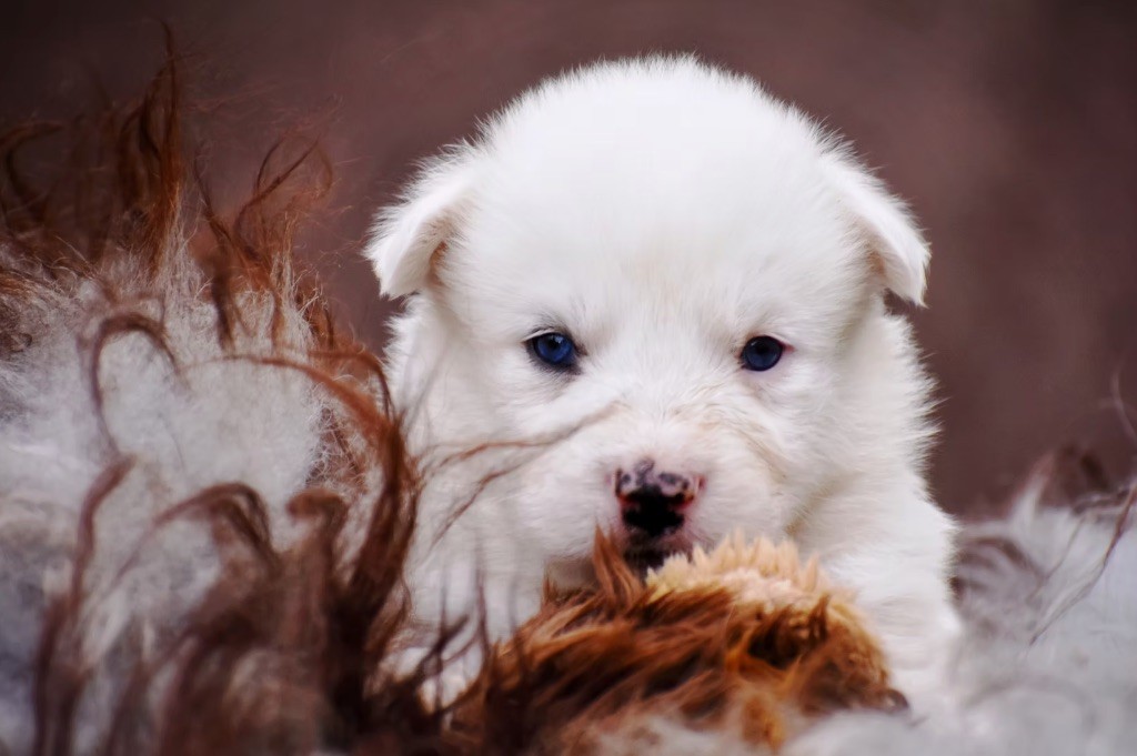 Polar Souls - Chiots disponibles - Laika de iakoutie