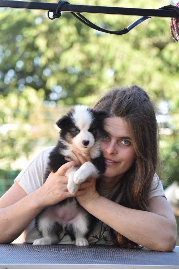 Polar Souls - Chiots disponibles - Laika de iakoutie