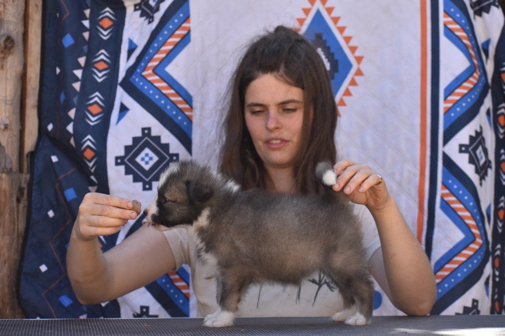 Polar Souls - Chiots disponibles - Laika de iakoutie