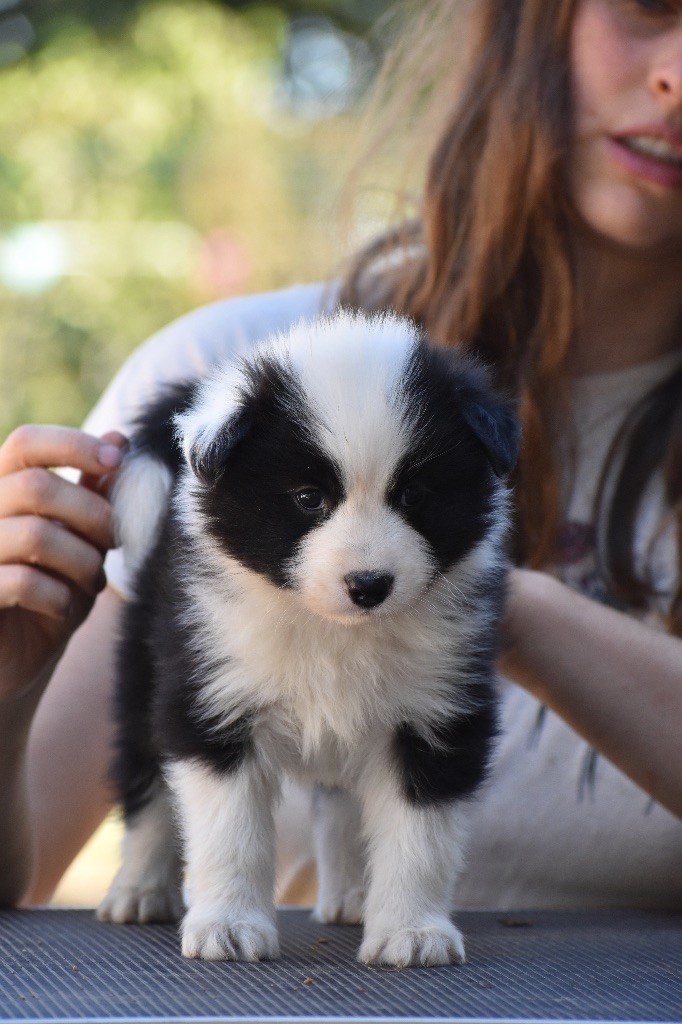 Polar Souls - Chiots disponibles - Laika de iakoutie
