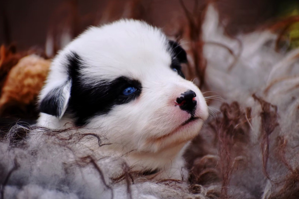 Polar Souls - Chiots disponibles - Laika de iakoutie