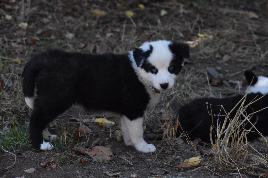 Polar Souls - Chiots disponibles - Laika de iakoutie