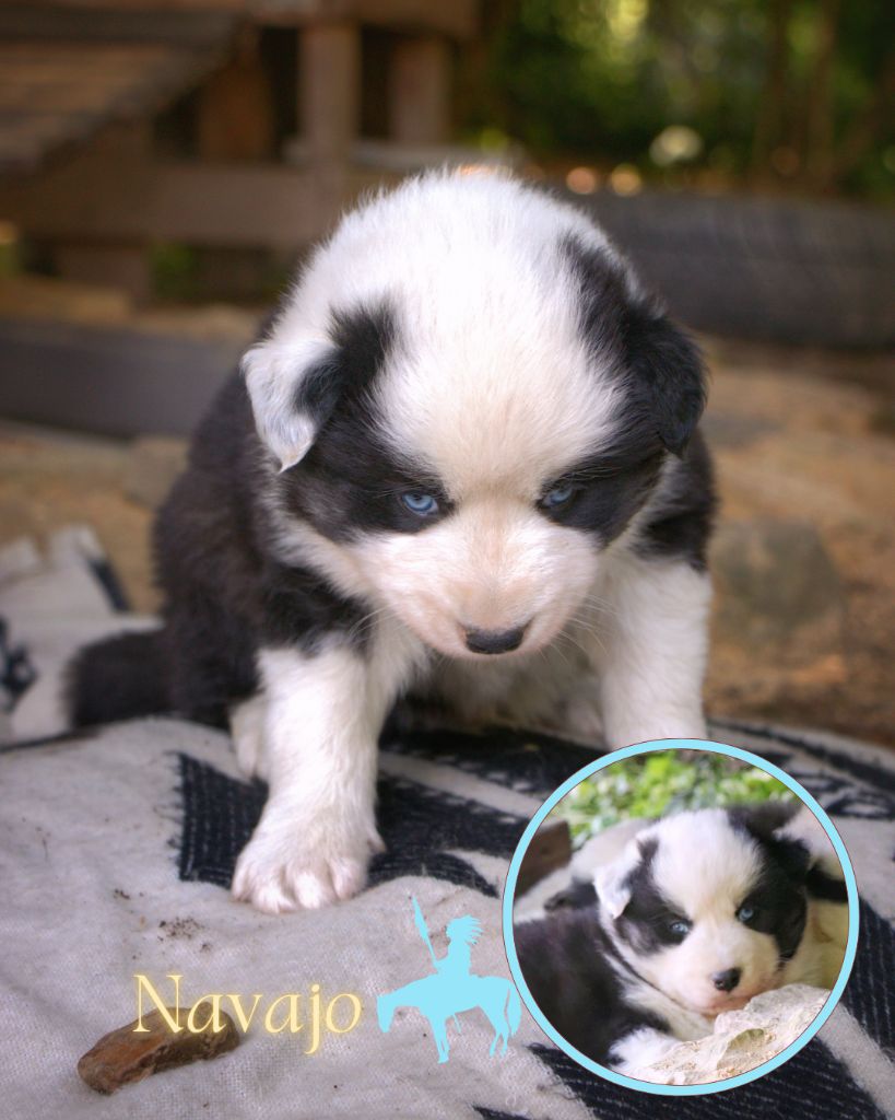 Polar Souls - Chiots disponibles - Laika de iakoutie